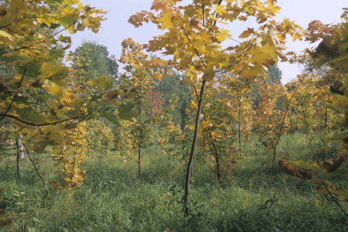 Ученые нашли новые редкие виды растений в национальном парке «Лосиный остров» в Москве