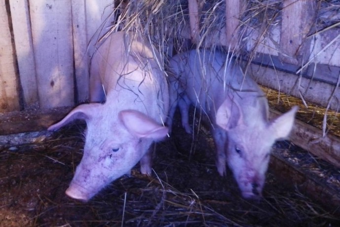 Власти Грязовецкого округа взяли на контроль хозяйство, где содержатся свиньи в ужасных условиях Власти Грязовецкого округа взяли на контроль хозяйство, где содержатся свиньи в ужасных условиях