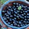 Поисковики из Бурятии рассказали, как ищут пропавших в лесах