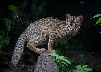 Детеныш редкого лесного кота попозировал на камеру в Приамурье