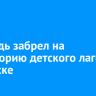 Медведь забрел на территорию детского лагеря в Братске