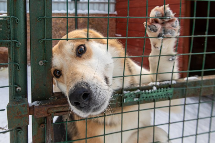 Административные дела за плохое содержание животных будут возбуждать быстрее