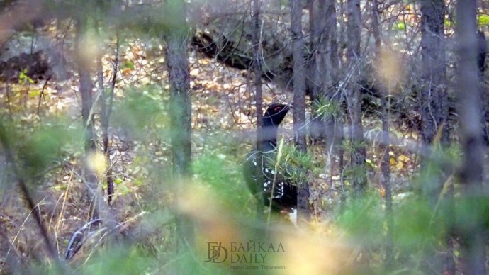 Лама из Бурятии рассказал о жуткой расплате за убийство птиц Лама из Бурятии рассказал о жуткой расплате за убийство птиц