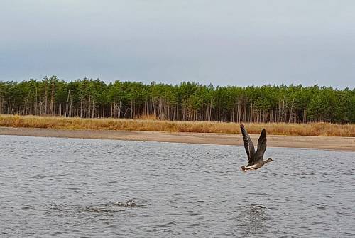 Дикие гуси покидают Приамурье