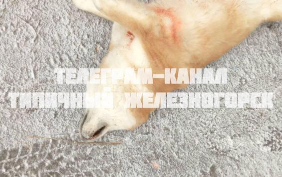 В Курской области подросток мучал собаку, а затем выбросил ее из окна