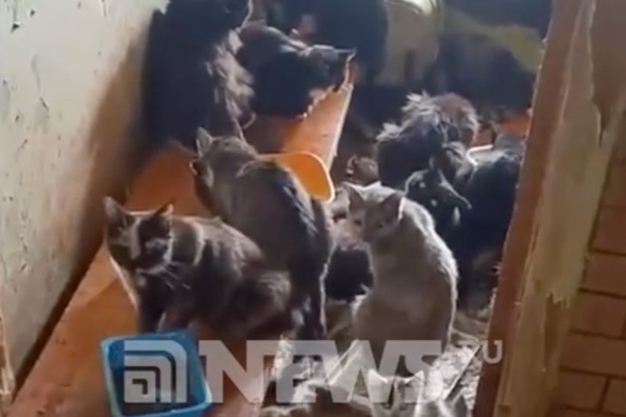 В Орехово-Зуево волонтеры ищут дом для 80 кошек, оставшихся на улице