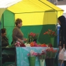 За сколько продают тюльпаны и мимозы в уличных палатках Астрахани