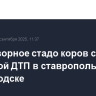 Безнадзорное стадо коров стало причиной ДТП в ставропольском Кисловодске