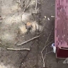 Вырубкой деревьев в детском саду обеспокоены жители Южно-Сахалинска