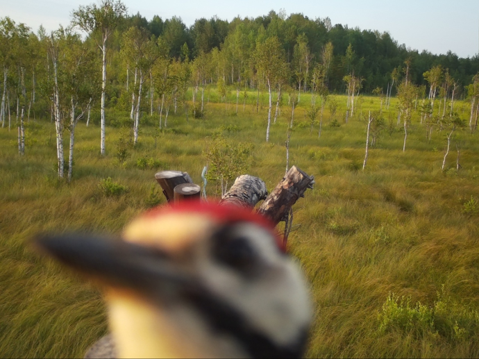Дятел испортил фотоловушку в Рдейском заповеднике, но снимки остались