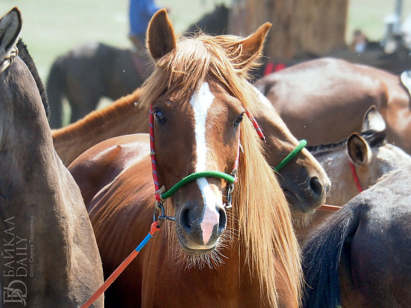 Сезон конных скачек закроют в Улан-Удэ