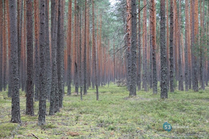 В Новгородской области пройдут экспедиции по обновлению карт почв