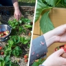 Клубничный бум у вас на даче: агроном раскрыл секреты первой весенней подкормки для рекордного урожая