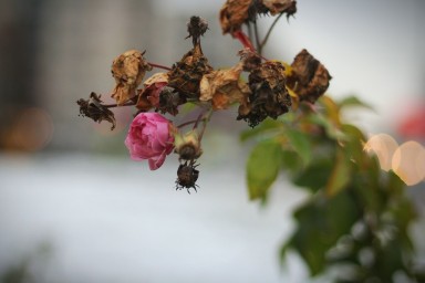 В Красносельском районе готовят розы к зиме