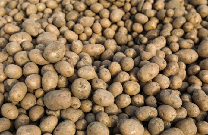 Количество импортного картофеля в Приморье за год утроилось Количество импортного картофеля в Приморье за год утроилось