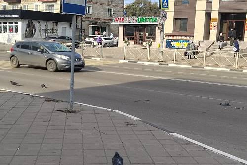 В Белогорске забота о голубях обернулась трагедией на дороге
