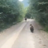 На Камчатке водитель гнал животных машиной, чтобы узнать "кто быстрее"