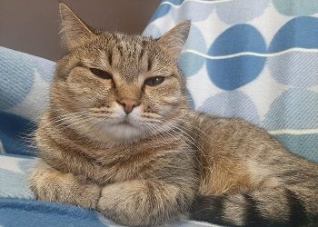 Стрельцам придется забыть о гордости, Раки будут недовольны собой