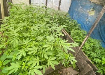 Больше сотни кустов конопли нашли полицейские у амурчанина