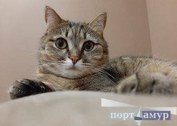 Девы сегодня обречены на успех в амурных делах, Козероги успеют изменить ситуацию