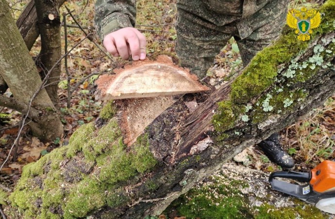 В Тульском лесничестве незаконно вырубили деревья: возбуждено дело