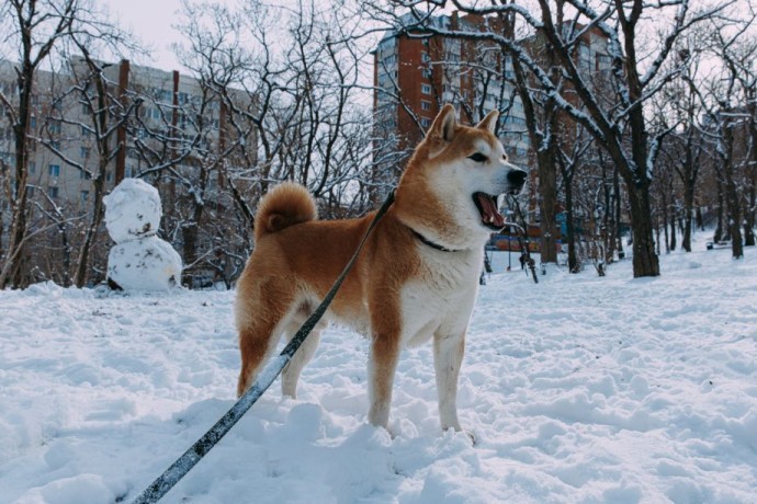 Первая неделя зимы принесёт в Приморье снег и мороз