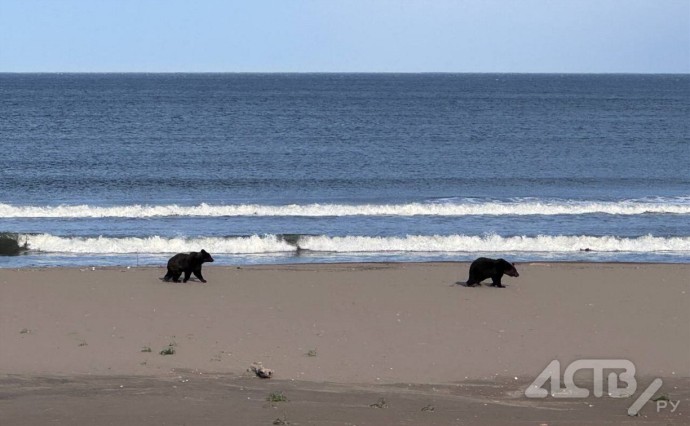 Два медведя вышли к отдыхающим на пляже сахалинцам Два медведя вышли к отдыхающим на пляже сахалинцам