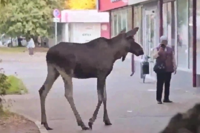 Лося заметили неподалеку от станции метро «Первомайская» Лося заметили неподалеку от станции метро «Первомайская»