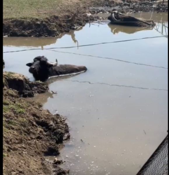 Буйволы полезли в воду, а рыба появилась из неоткуда из-за смены погоды в Астраханской области