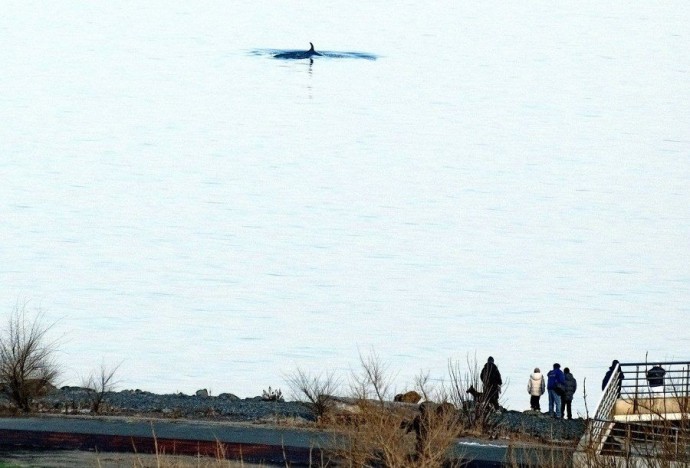 Киты вернулись и вместе с тюленями устроили шоу для жителей Владивостока