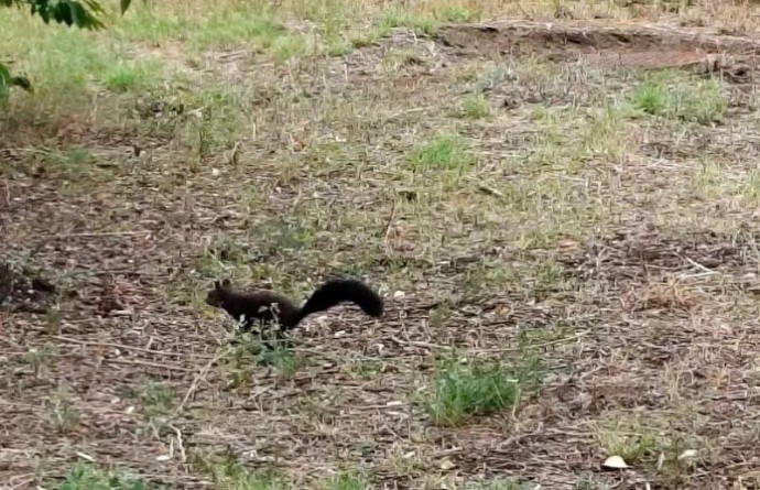 Белочка пришла к университету в Улан-Удэ Белочка пришла к университету в Улан-Удэ