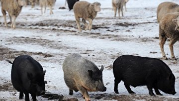 Суд изъял свиней у фермера из-за плохих условий и постоянного самовыгула