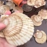 Сахалинец нелегально добыл в заливе Анива свыше 2 000 морских гребешков