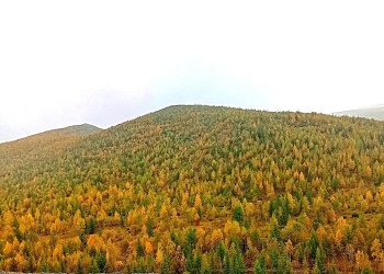 В Приамурье золотодобытчик рекультивировал земли лесного фонда по требованию прокуратуры В Приамурье золотодобытчик рекультивировал земли лесного фонда по требованию прокуратуры