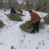 Где купить живую ель в Уфе...