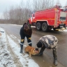 В Ярославской области спасли провалившуюся под лед собаку