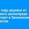 В 2025 году деревья от сибирского шелкопряда обработают в Зиминском лесничестве...