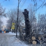 В Иркутске сносят сухие и аварийные деревья
