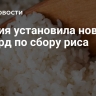 Россия установила новый рекорд по сбору риса