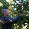 В Сочи урожай цитрусовых сократился на 29%