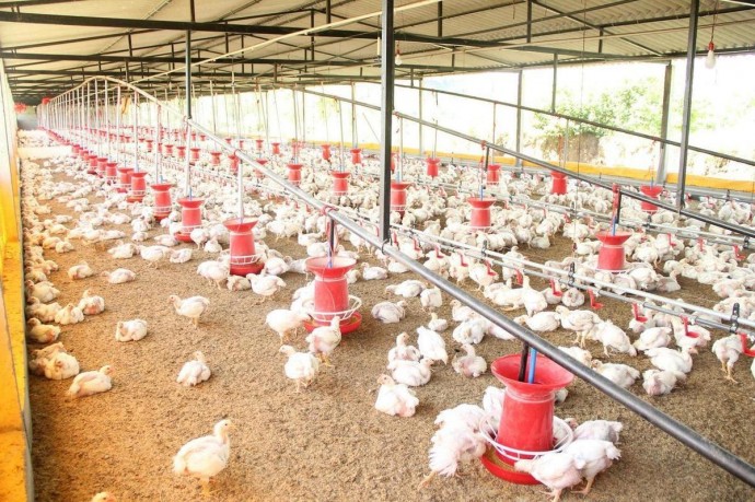 Германия — Птичий грипп: мутация H5N1 может стать катастрофой