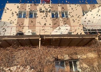 Огромную воробьиную стаю сняли в Благовещенске