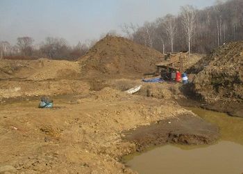 В Приамурье вынесли приговор по делу об уничтожении краснокнижных деревьев