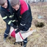 Любимая коза костромички распоясалась и стала альпинисткой...