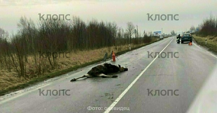 В Калининградской области сбили лося