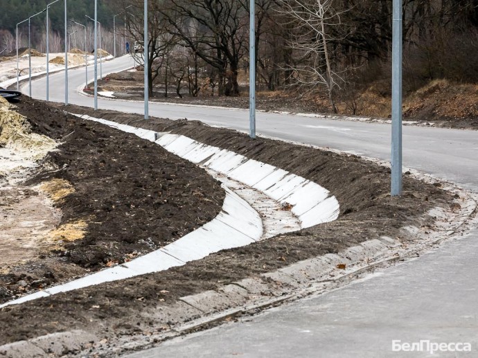 Белгородские власти не будут расширять «Олимпию», чтобы не вырубать 2 тысячи деревьев