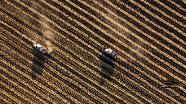 Россия установила новый рекорд по сбору риса в 2024 году
