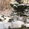 Первый снег прошел в ночь перед Новым годом во Владивостоке
