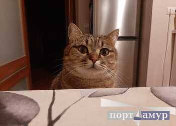 Тельцы попадут в неловкую ситуацию, Львам лучше отложить переговоры
