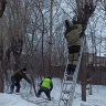 До весны в Кирове обрежут тысячу деревьев